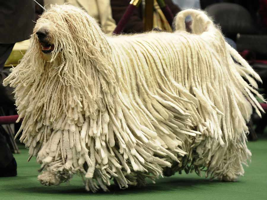Hungarian dog breeds – shepherds 